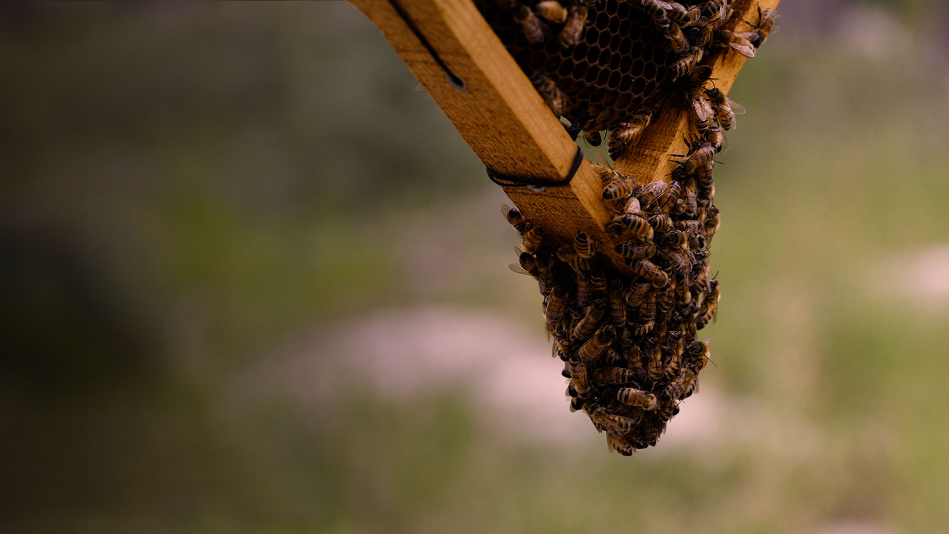 Harvested by Bees, <br>Reserved for You